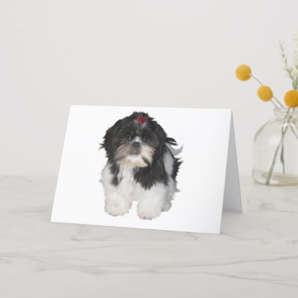 Shitzu Shih Tzu Puppy Dogs Card
