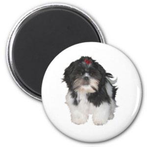 Shitzu Shih Tzu Puppy Dogs Magnet
