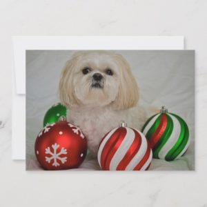 Shiz Tzu with christmas decoration Holiday Card