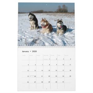 Siberian Husky Dogs Wall Calendar