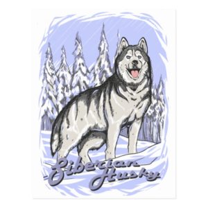 Siberian Husky Postcard