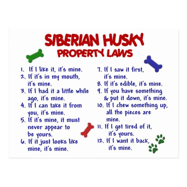 SIBERIAN HUSKY Property Laws 2 Postcard