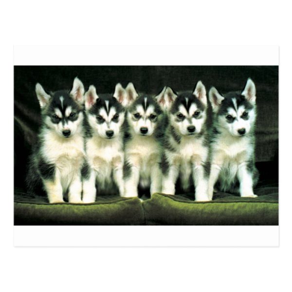 Siberian Husky Puppies Postcard