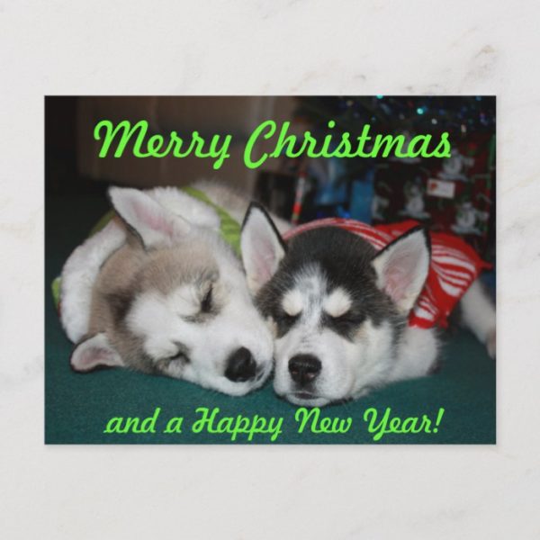 Siberian Husky Puppy Post Card
