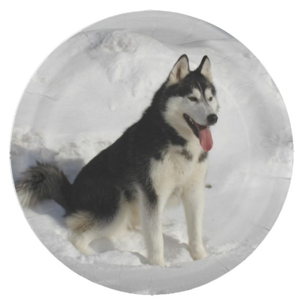 siberian-husky sitting paper plate