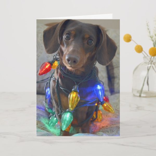 Silly Dachshund tangled in Christmas Lights Holiday Card