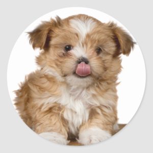 Silly puppy licking it's nose classic round sticker