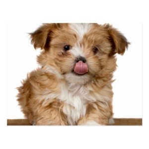 Silly puppy licking it's nose postcard