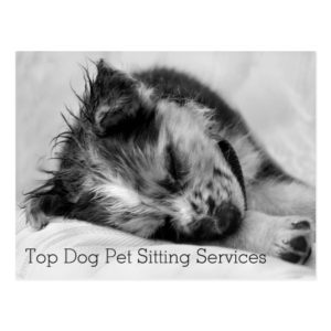 Sleeping Australian Shepherd Puppy Pet Sitter's Postcard