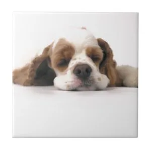Sleeping Red/White Cocker Spaniel Ceramic Tile