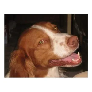 Smiling Brittany Spaniel Postcard