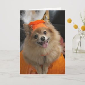Smiling Foxy Pomeranian Puppy in Pumpkin Halloween Card