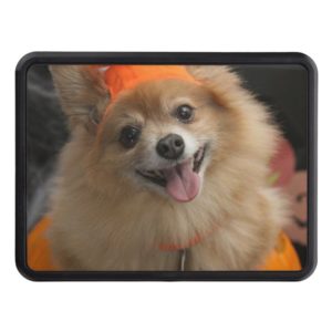 Smiling Foxy Pomeranian Puppy in Pumpkin Halloween Trailer Hitch Cover