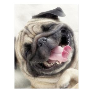 Smiling pug.Funny pug Postcard