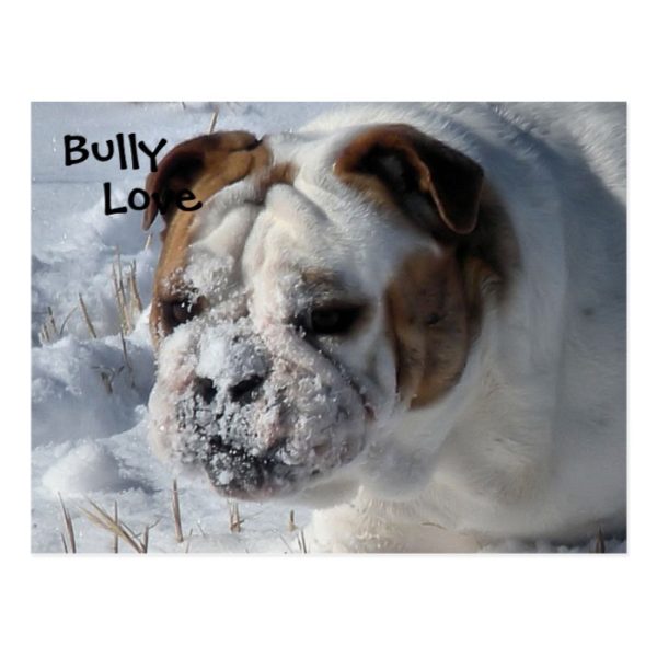 Snow Bully - English Bulldog Postcard