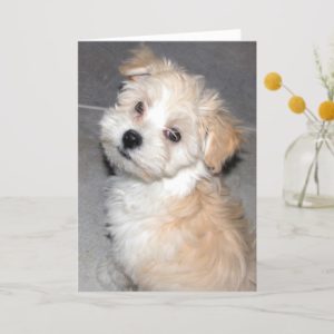 Sorry puppy card