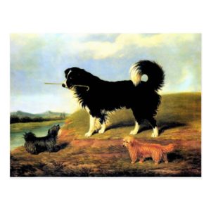 Spaniel and Two Norfolk Terriers Postcard
