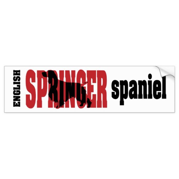 Springer Spaniel Bumper Sticker