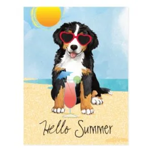 Summer Bernese Mountain Dog Postcard