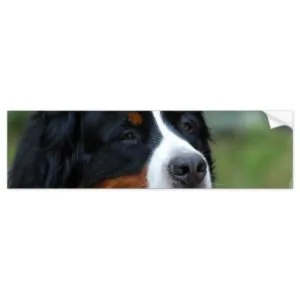 Sweet Bernese Bumper Sticker