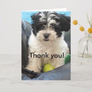 Thank you! Havanese Puppy Thank You Card