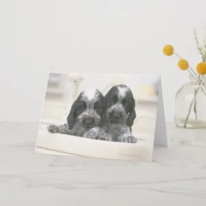 The English Cocker Spaniel is a breed of dog. It Card