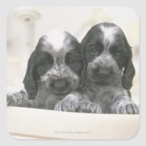The English Cocker Spaniel is a breed of dog. It Square Sticker