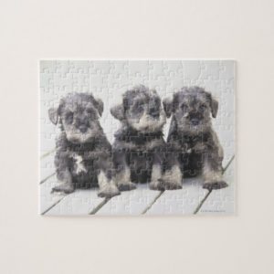 The Miniature Schnauzer is a breed of small dog Jigsaw Puzzle