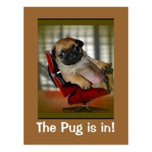 The Pug is in! Postcard