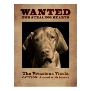 The Vivacious Vizsla Postcard