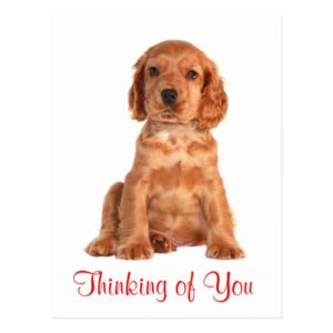 Thinking of You Cocker Spaniel Puppy Dog Postcard