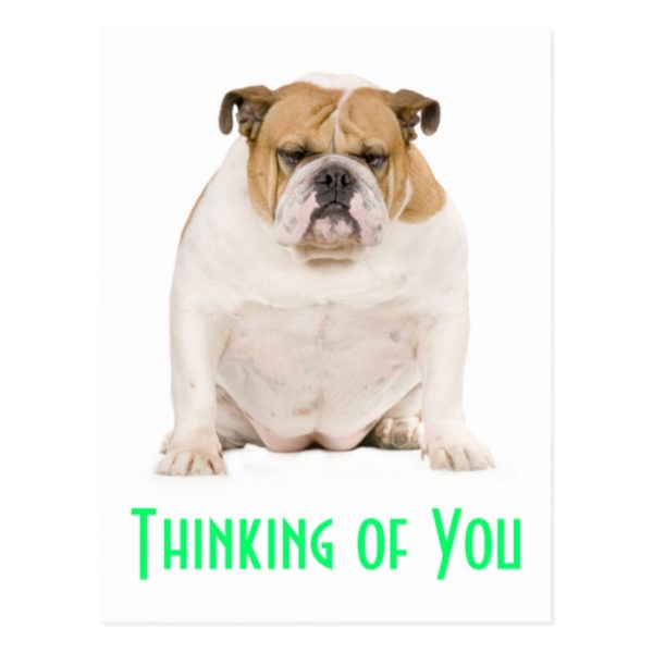 Thinking of You English Bulldog Puppy Dog Postcard