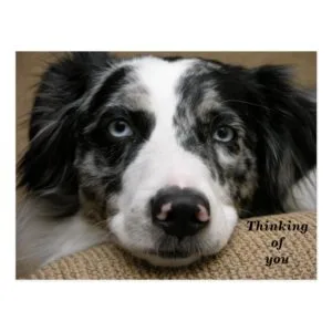 Thinking of You Postcard