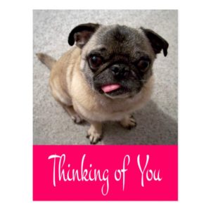 Thinking of You Pug Puppy Dog Greeting Post Card