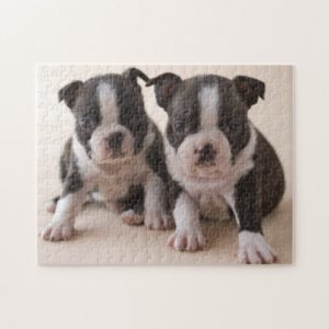 Two Boston Terrier Puppies Jigsaw Puzzle