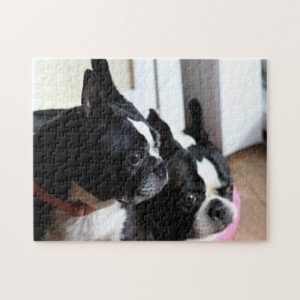 Two Boston terriers Jigsaw Puzzle