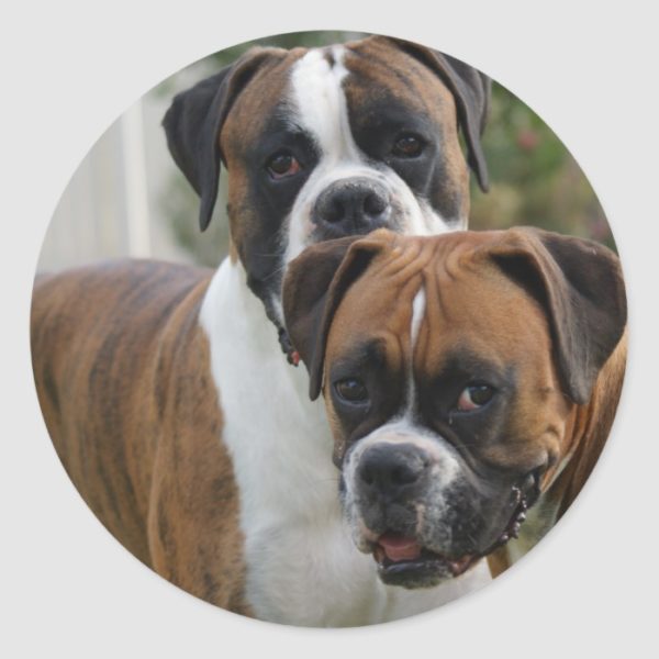 Two Boxer Dogs Classic Round Sticker