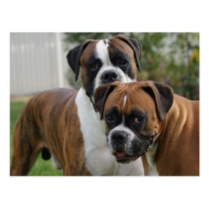Two Boxer Dogs Postcard