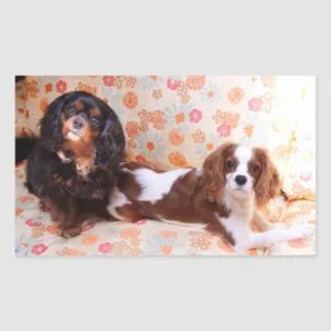 Two Cute Cavalier King Charles Spaniels Sticker