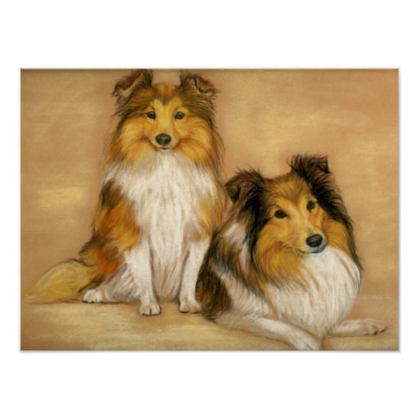 "Two Shetland Sheepdogs" Dog Art Print