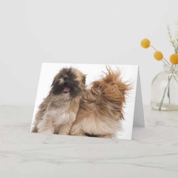 Two Shih-Tzus in the wind Card