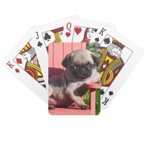 USA, California. Pug Puppy Slouching Playing Cards