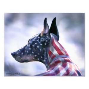 USA Flag Doberman Portrait Photo Print