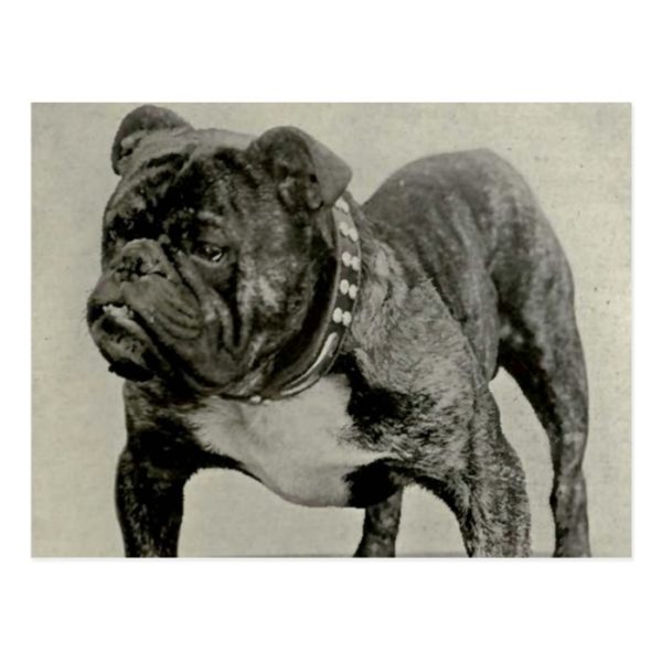 Vintage English Bulldog Photograph Postcard