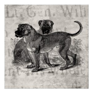 Vintage Mastiff Dog 1800s Mastiffs Dogs Templates Poster