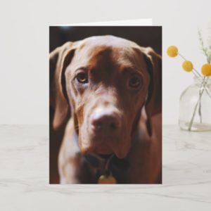 Vizsla - And they call it puppy love Card