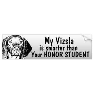 Vizsla is smarter than honor student - funny bumper sticker