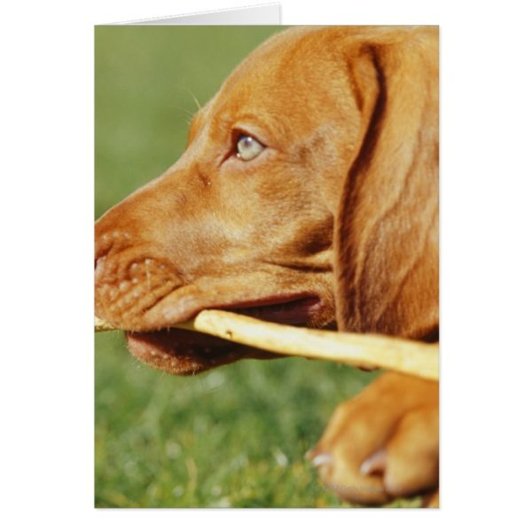 Vizsla puppy in park with stick in mouth,