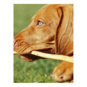 Vizsla puppy in park with stick in mouth, postcard