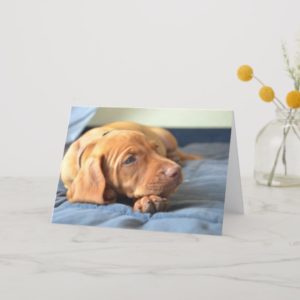 Vizsla Puppy Resting On Its Paw Card